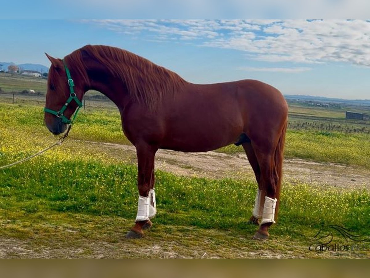 PRE Hengst 5 Jaar 162 cm Vos in Merida