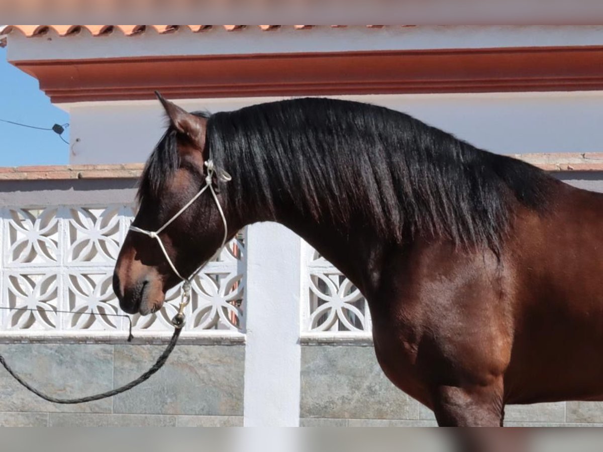 PRE Hengst 5 Jaar 163 cm Donkerbruin in Malaga