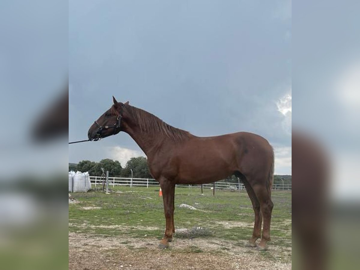 PRE Mix Hengst 5 Jaar 163 cm Donkere-vos in MADRID