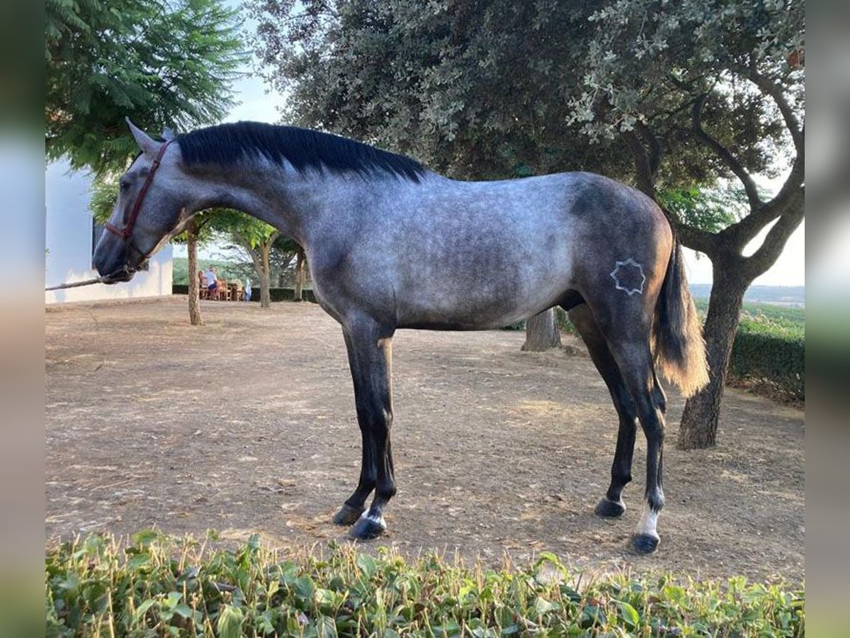 PRE Mix Hengst 5 Jaar 163 cm Schimmel in Sevilla