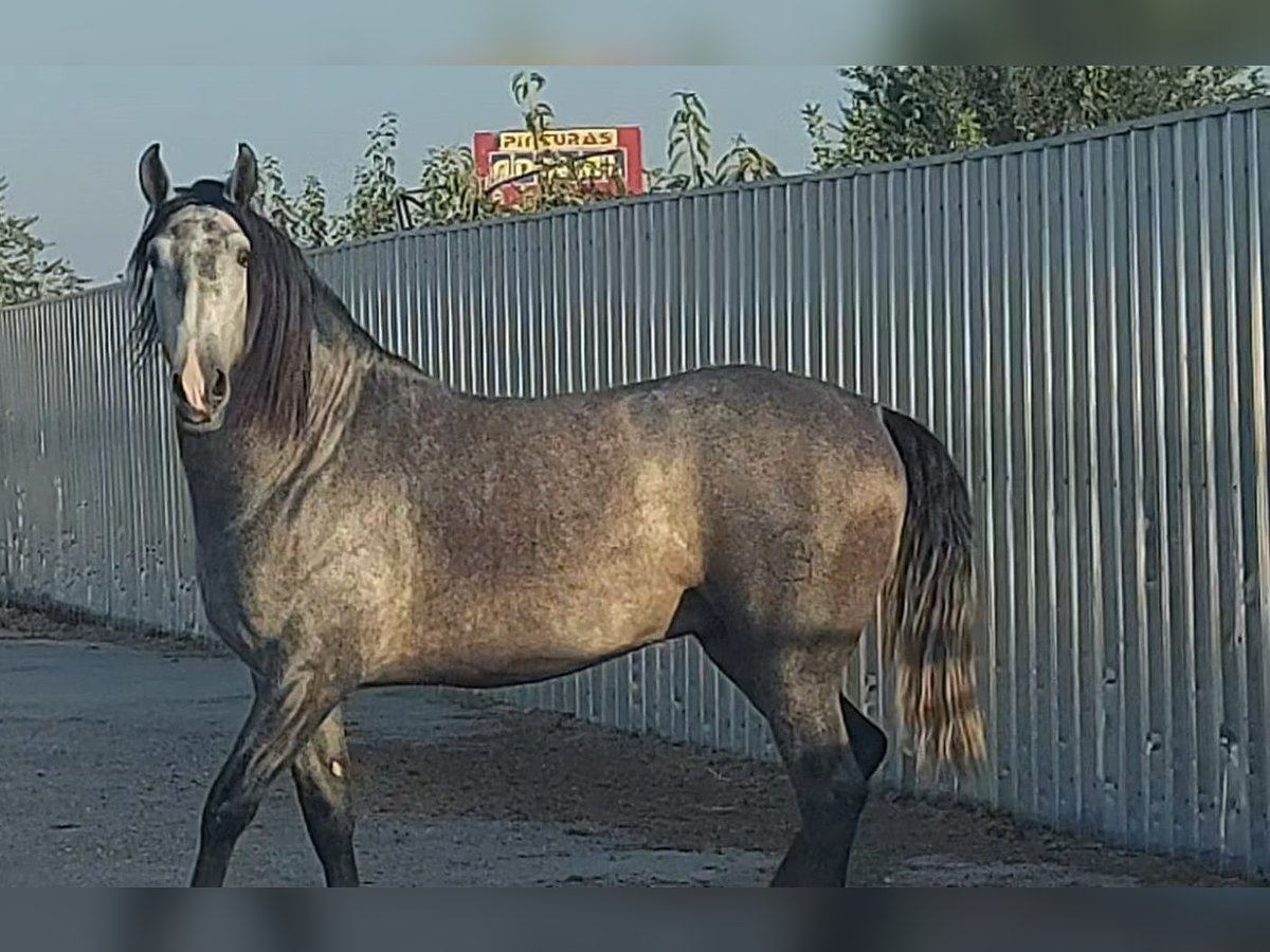 PRE Mix Hengst 5 Jaar 164 cm Blauwschimmel in Barcelona