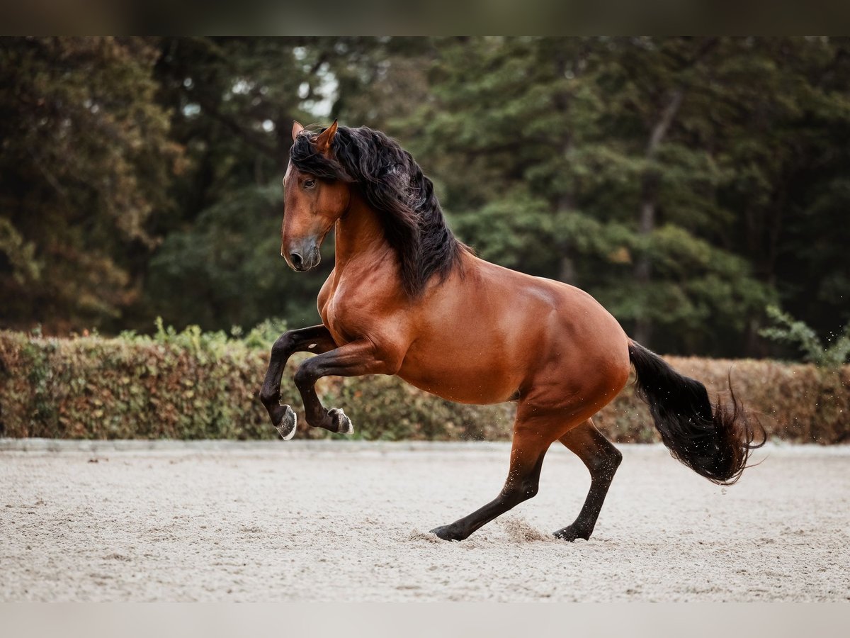 PRE Hengst 5 Jaar 164 cm Bruin in Gumpoldskirchen