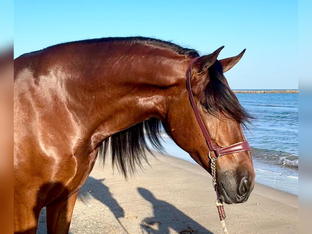 PRE Mix Hengst 5 Jaar 164 cm Bruin in Bünde