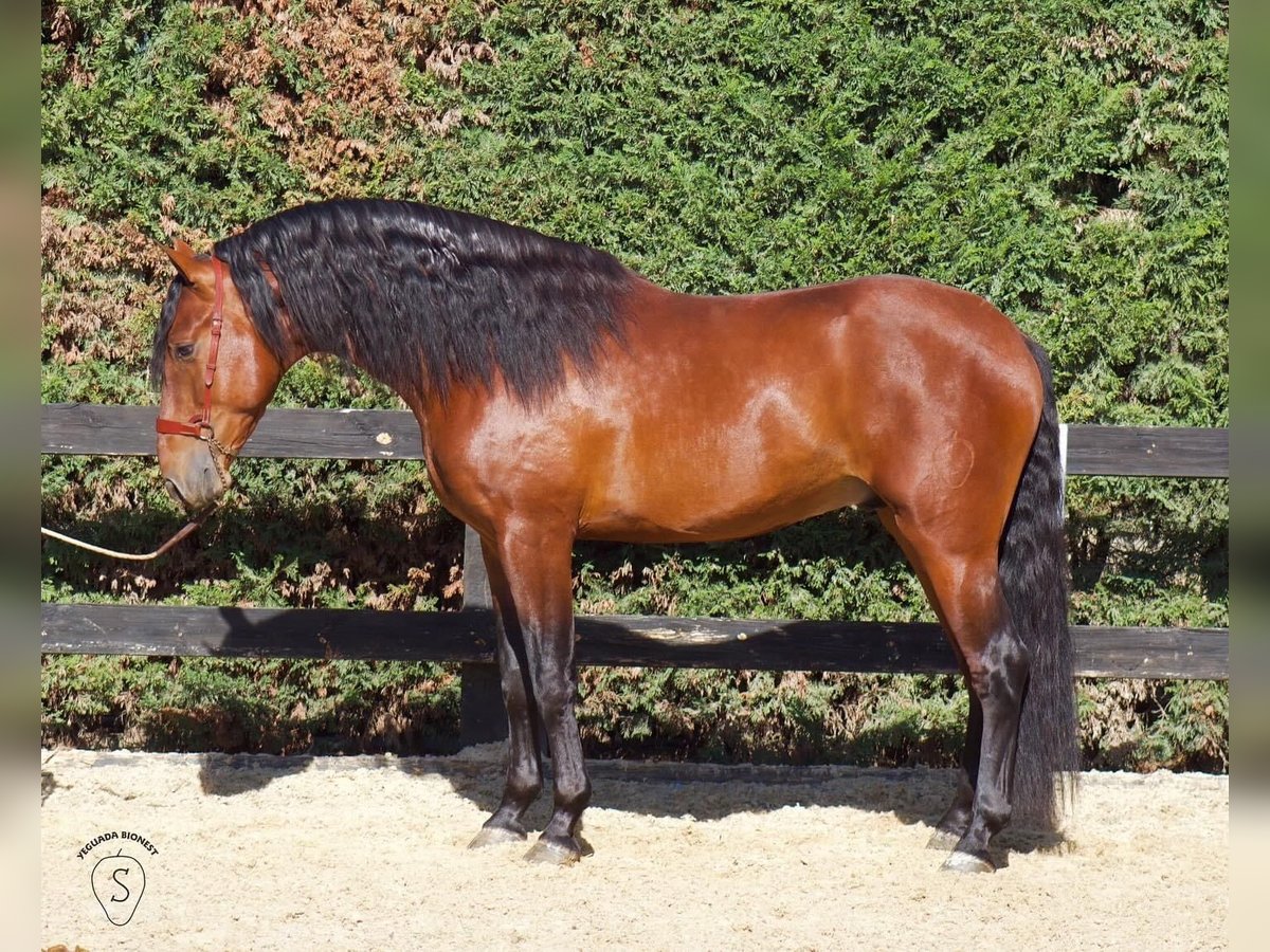 PRE Hengst 5 Jaar 164 cm Bruin in Gumpoldskirchen