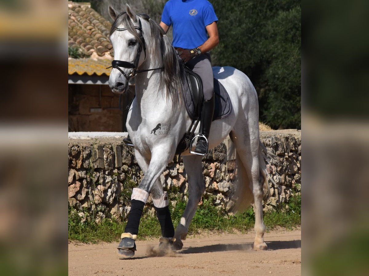 PRE Mix Hengst 5 Jaar 164 cm Schimmel in Menorca