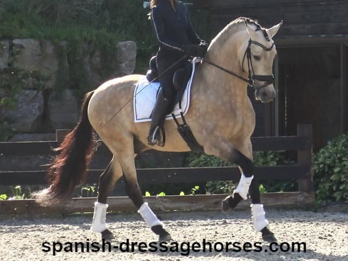 PRE Hengst 5 Jaar 165 cm Buckskin in Barcelona