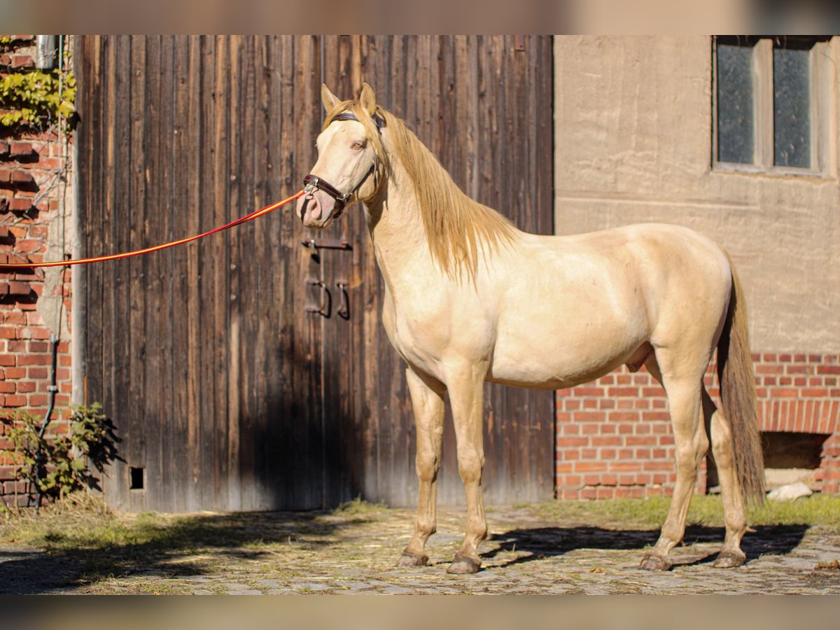 PRE Hengst 5 Jaar 165 cm Perlino in Kubschütz