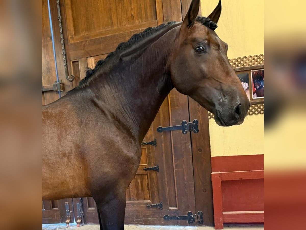 PRE Mix Hengst 5 Jaar 165 cm Roodbruin in Alicante