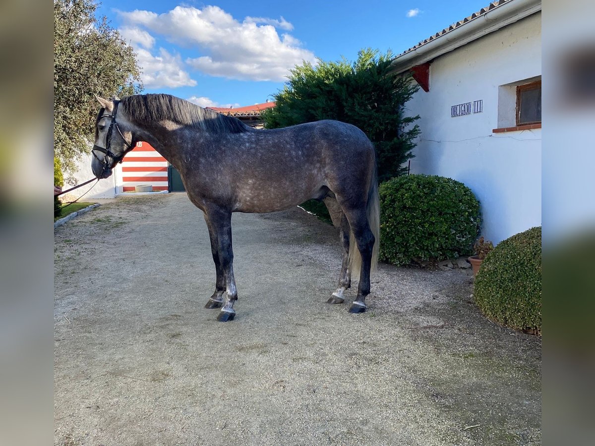 PRE Hengst 5 Jaar 165 cm Schimmel in Ventosa Del Rio Almar