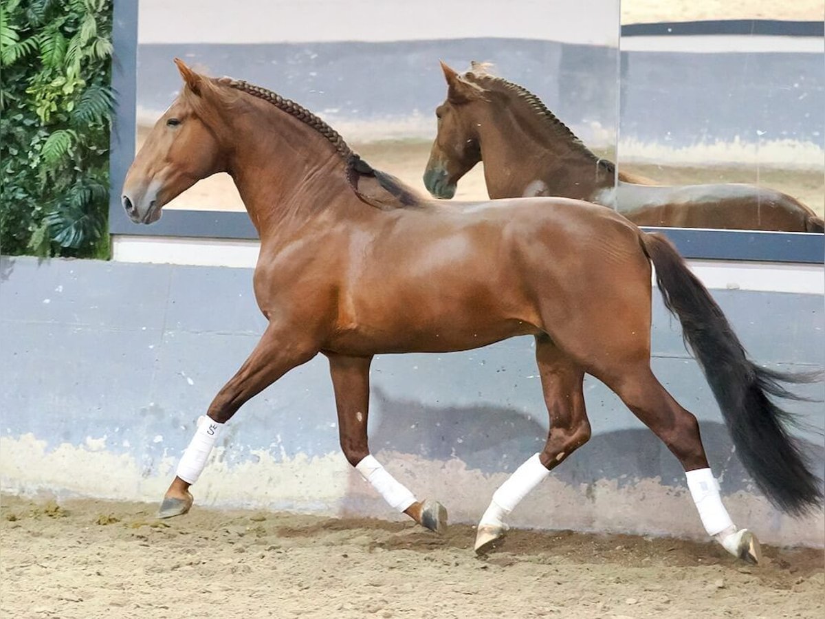 PRE Mix Hengst 5 Jaar 165 cm Vos in Navas Del Madroño