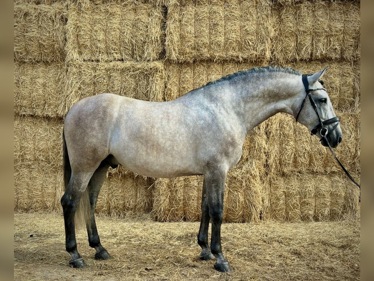 PRE Mix Hengst 5 Jaar 166 cm Vliegenschimmel in San Lorenzo De El Escorial