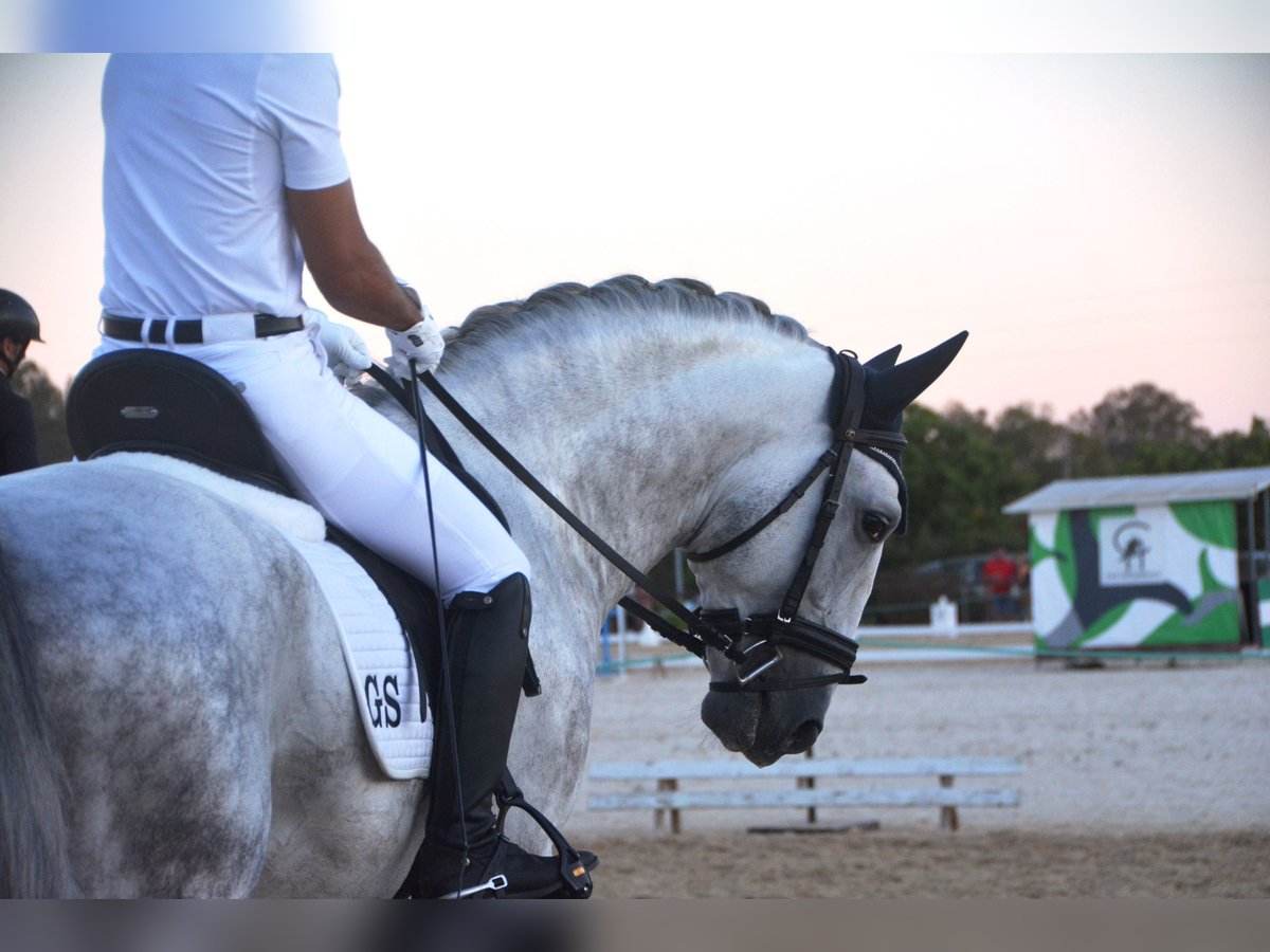 PRE Hengst 5 Jaar 167 cm Appelschimmel in Vejer de la Frontera