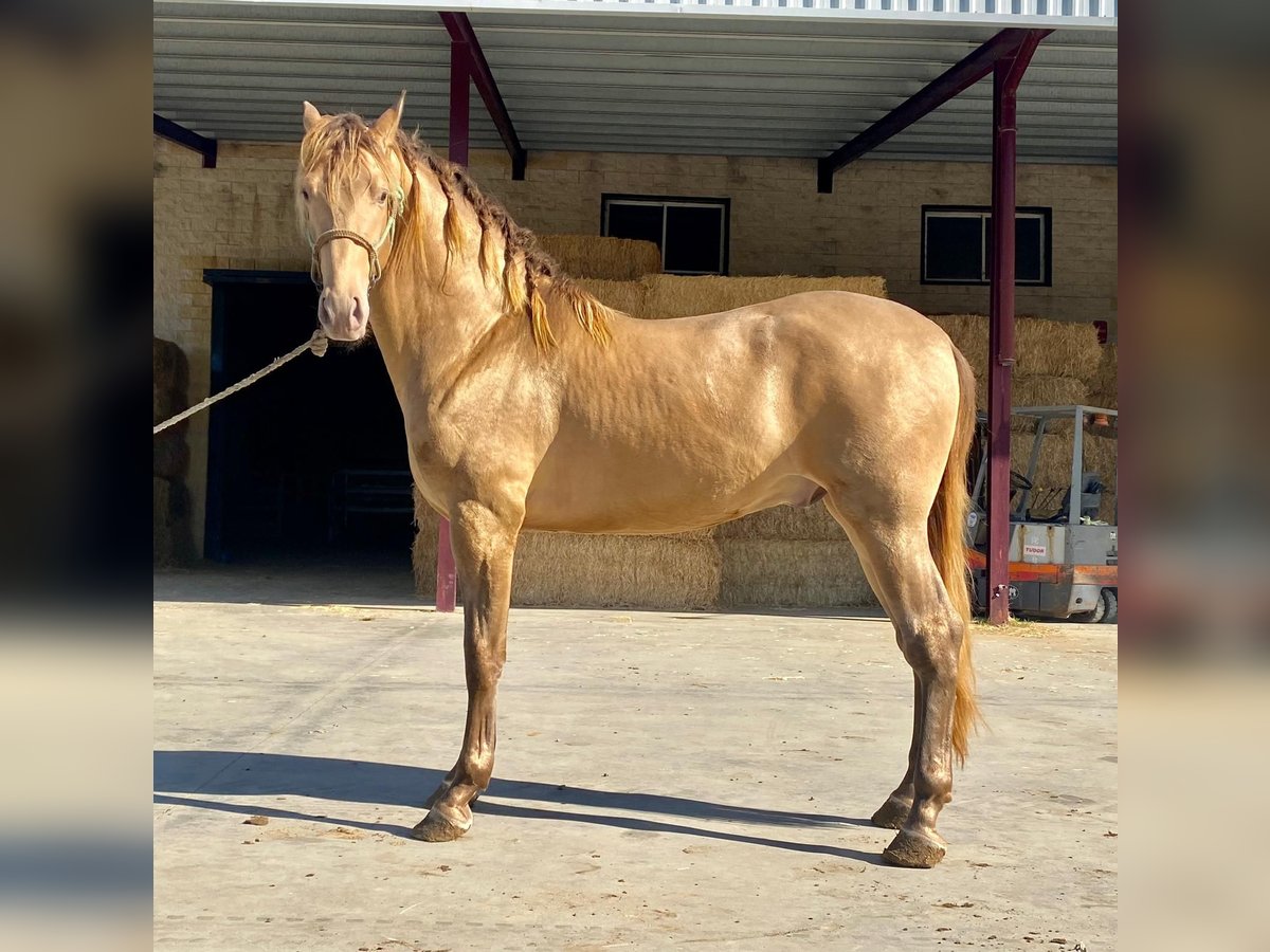 PRE Mix Hengst 5 Jaar 167 cm Champagne in Rafelguaraf