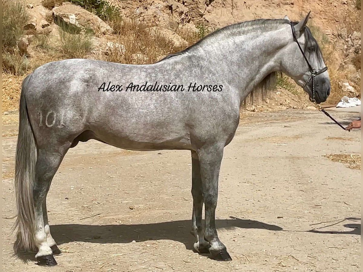 PRE Mix Hengst 5 Jaar 167 cm Schimmel in Sevilla