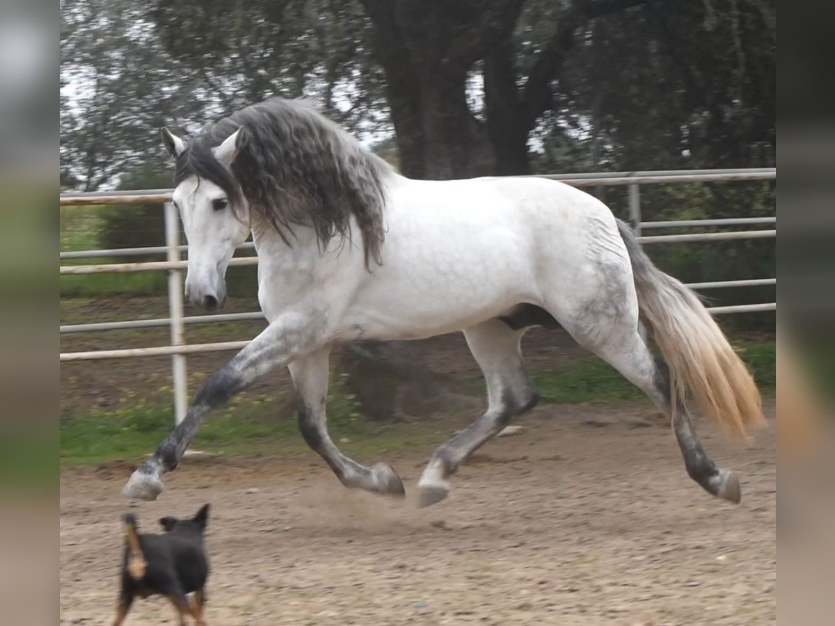 PRE Hengst 5 Jaar 168 cm Appelschimmel in El Real de la Jara, Sevilla