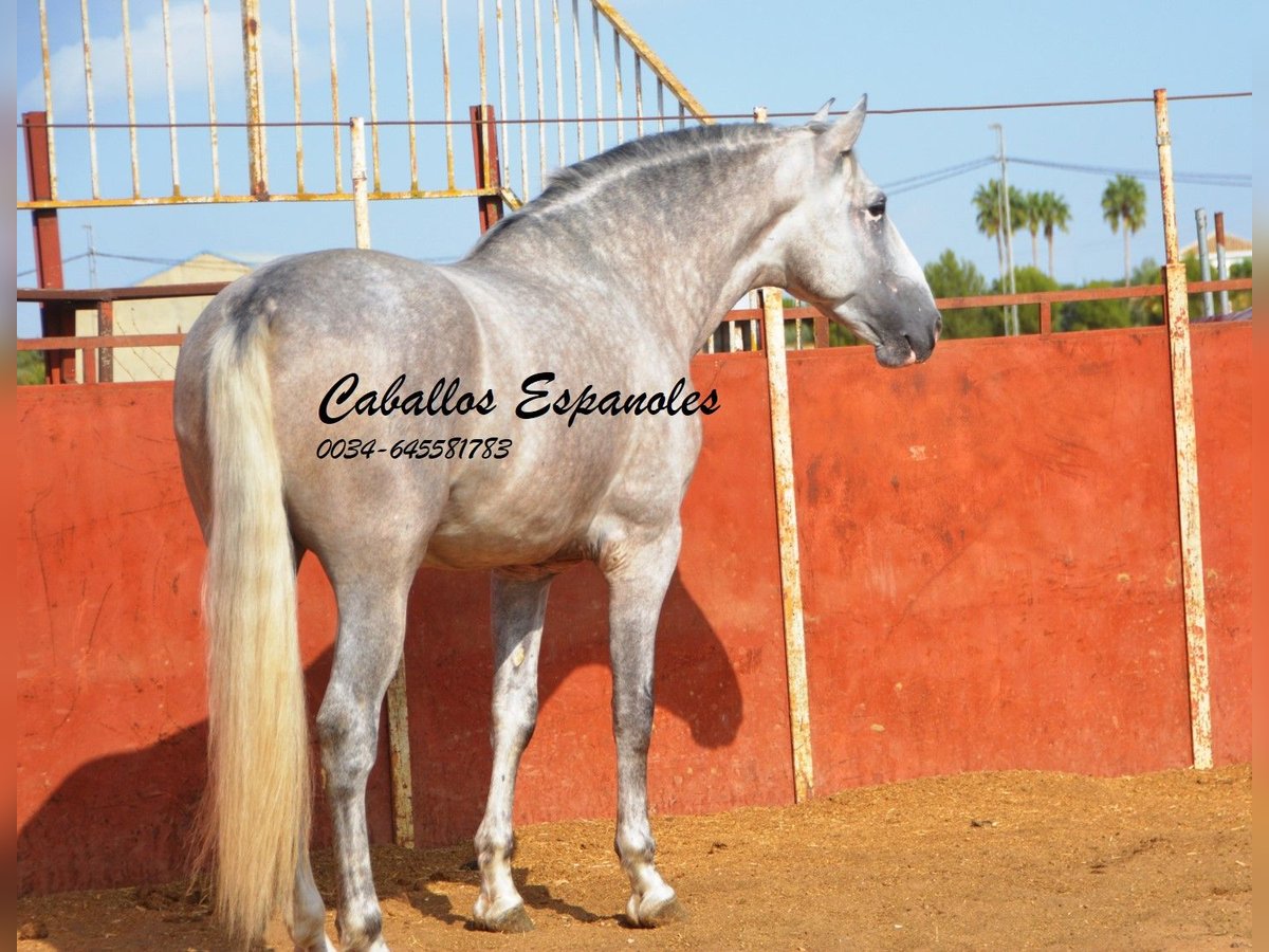 PRE Hengst 5 Jaar 169 cm Schimmel in Vejer de la Frontera