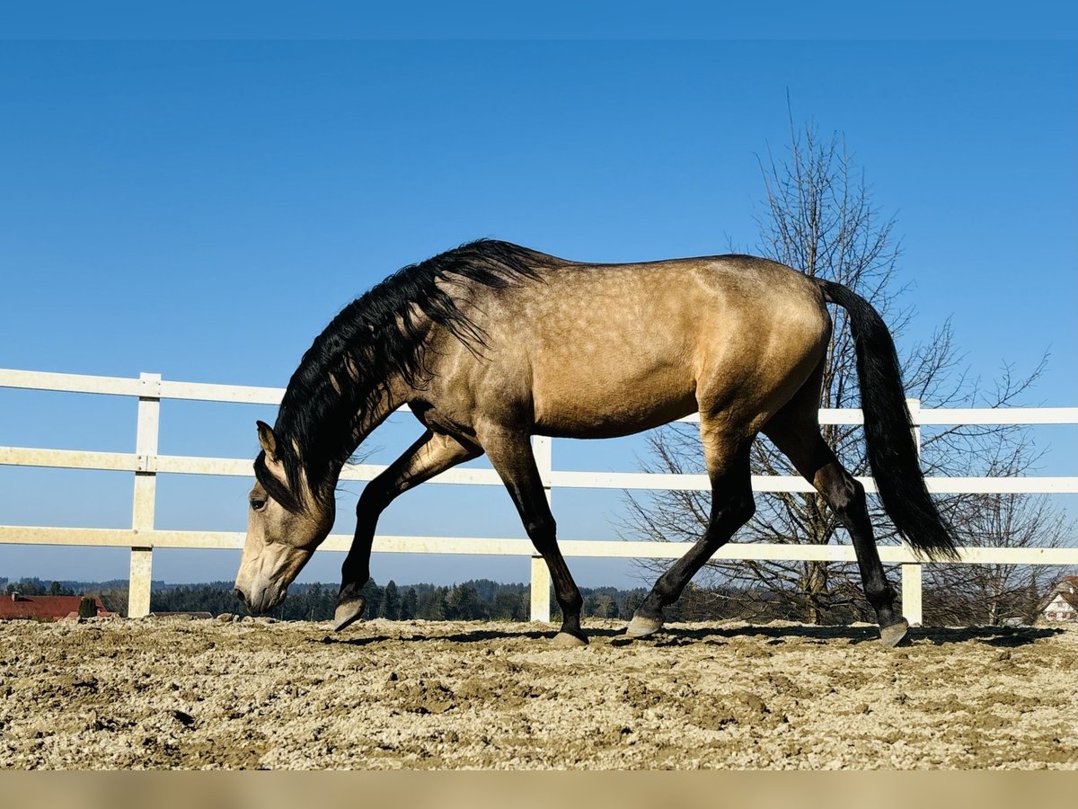 PRE Hengst 5 Jaar 170 cm Falbe in Sigmarszell