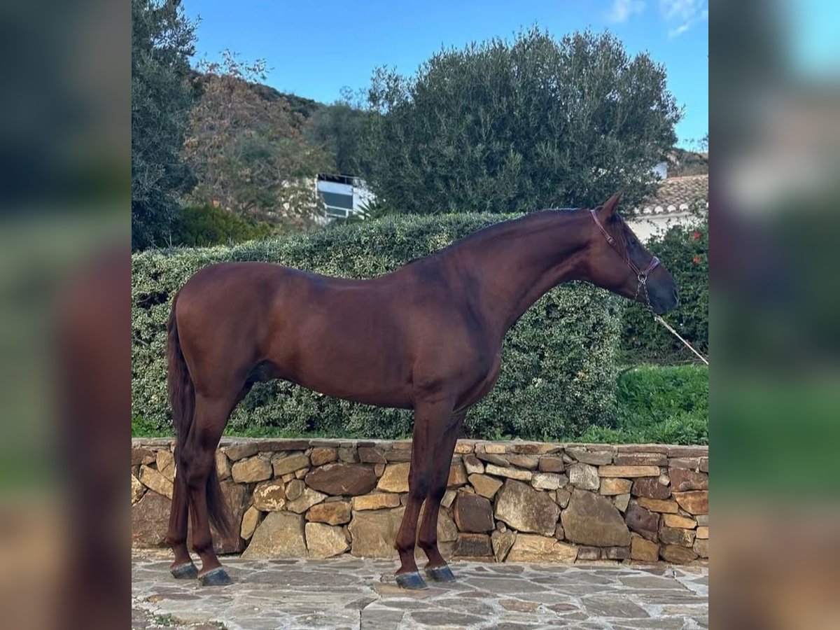 PRE Hengst 5 Jaar 170 cm Vos in Campo De Camara (Almogia)