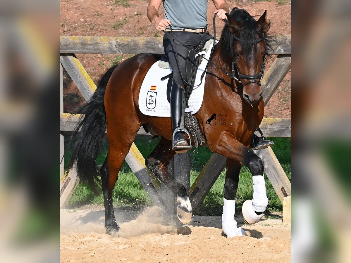 PRE Mix Hengst 5 Jahre 157 cm Brauner in Menorca