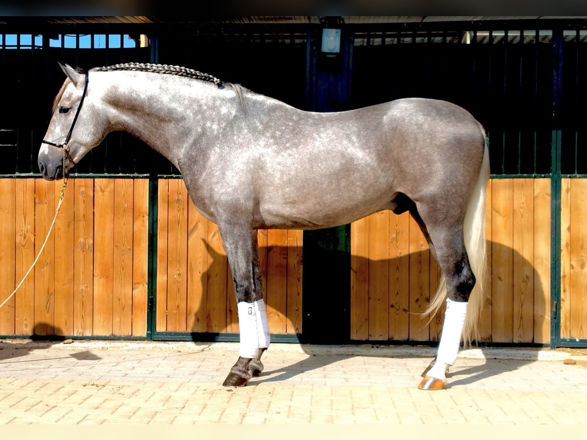 PRE Mix Hengst 5 Jahre 160 cm Apfelschimmel in Martfeld