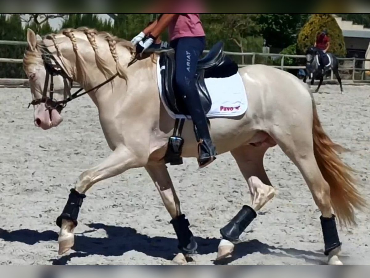 PRE Mix Hengst 5 Jahre 160 cm Cremello in Martfeld