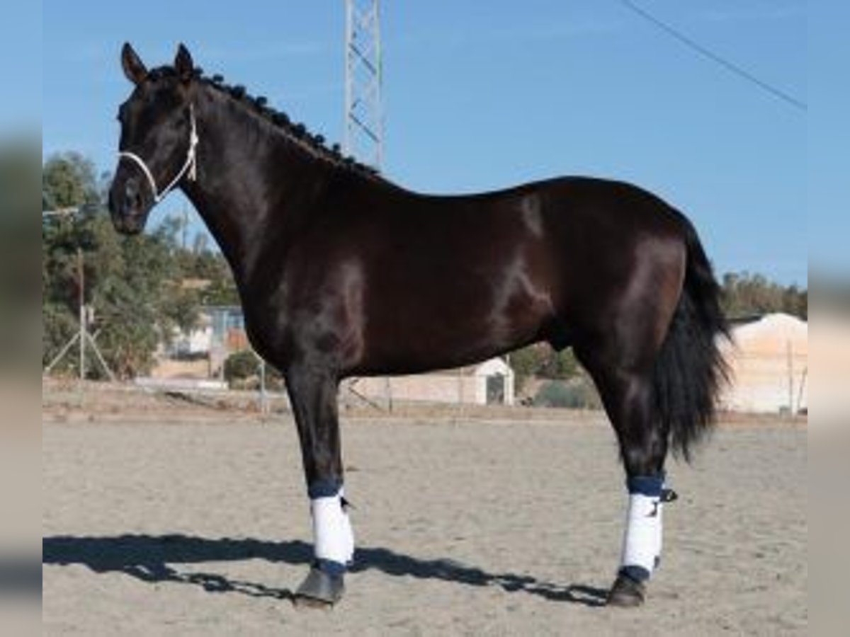 PRE Mix Hengst 5 Jahre 160 cm Rappe in Malaga