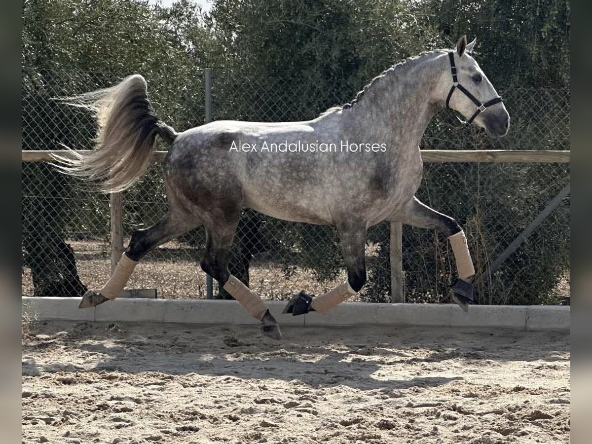 PRE Mix Hengst 5 Jahre 160 cm Schimmel in Sevilla