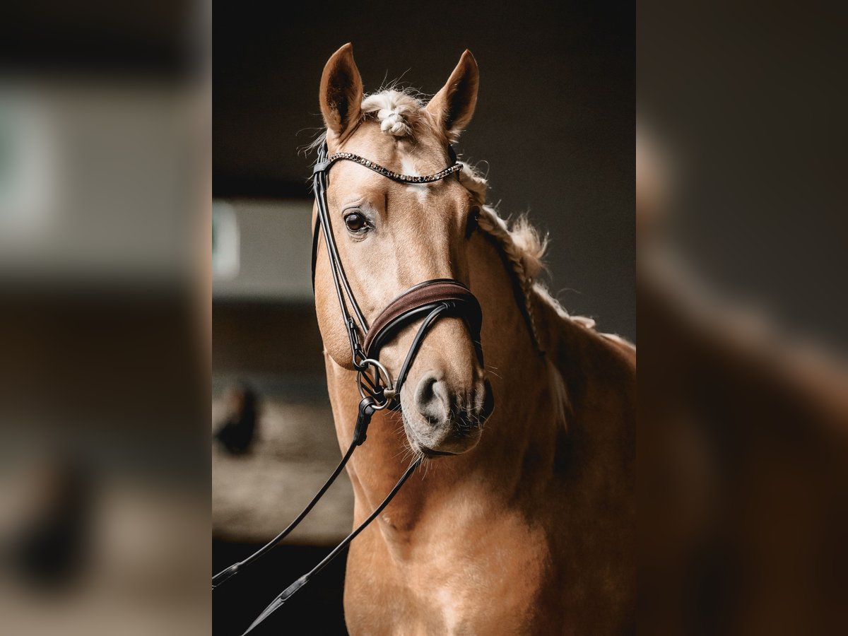 PRE Mix Hengst 5 Jahre 161 cm Palomino in Warendorf