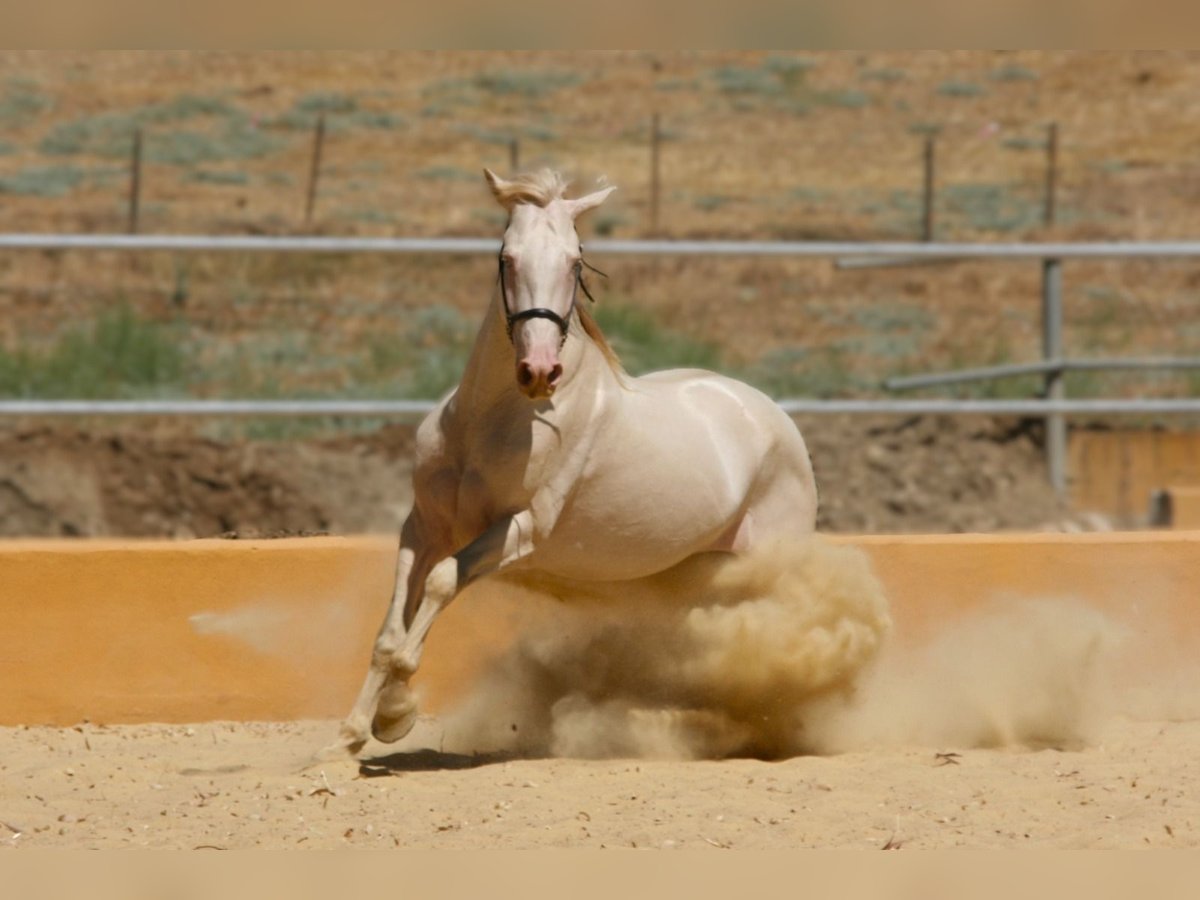 PRE Mix Hengst 5 Jahre 161 cm Perlino in Colmenar M&#xE1;laga Andaluc&#xED;a