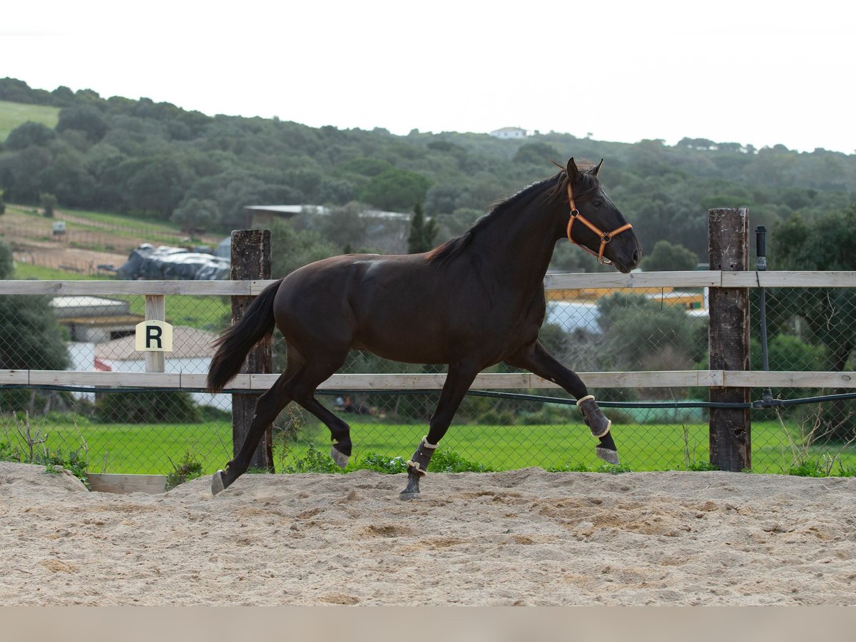 PRE Hengst 5 Jahre 161 cm Rappe in Vejer de la Frontera