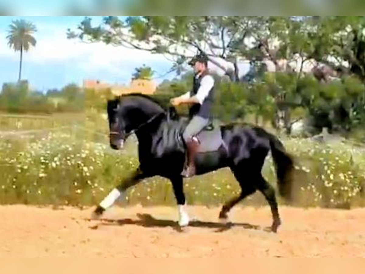 PRE Hengst 5 Jahre 161 cm Schimmel in Sanlucar De Barrameda