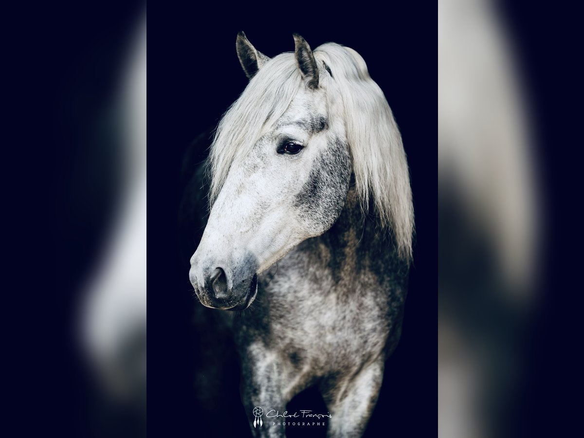 PRE Mix Hengst 5 Jahre 162 cm Apfelschimmel in Simmer