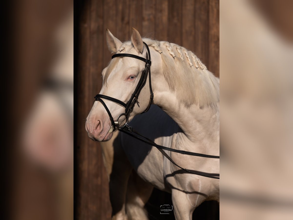 PRE Mix Hengst 5 Jahre 162 cm Cremello in Eisighofen
