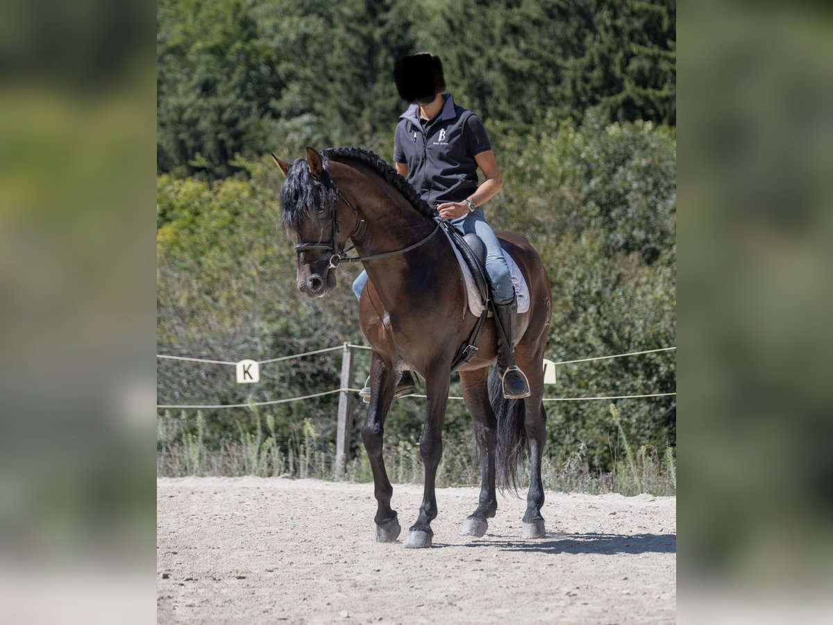 PRE Hengst 5 Jahre 162 cm Schwarzbrauner in Annecy