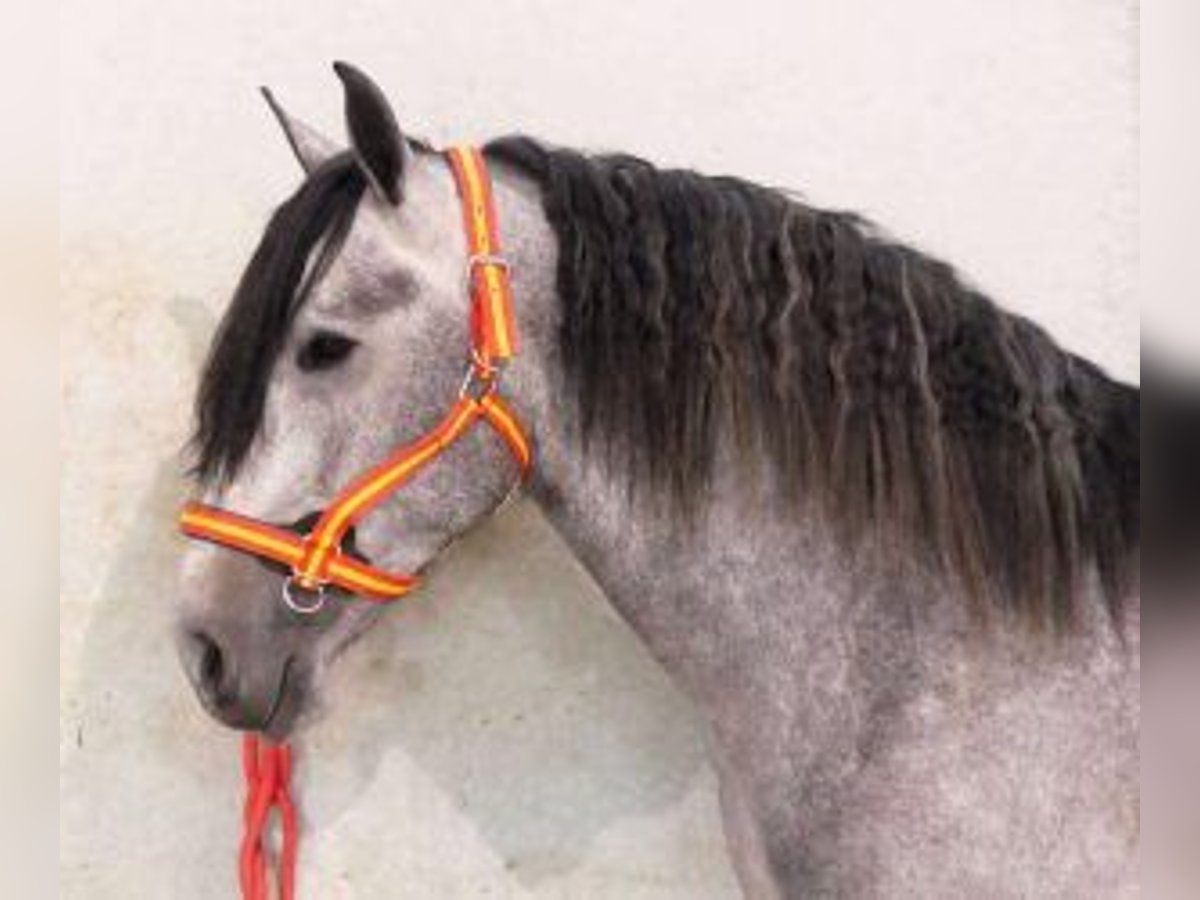 PRE Mix Hengst 5 Jahre 163 cm Schimmel in Alicante