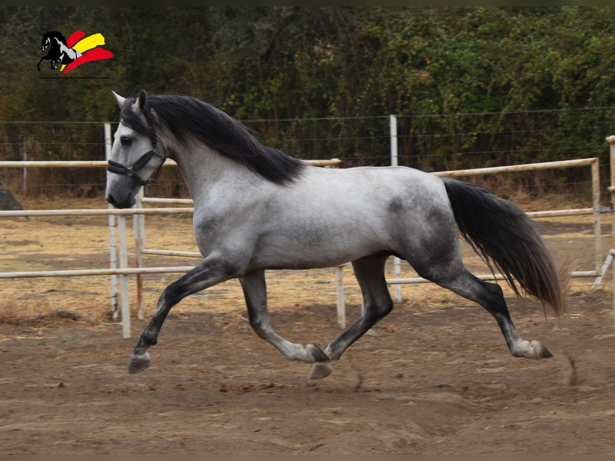 PRE Hengst 5 Jahre 164 cm Apfelschimmel in El Real De La Jara, Sevilla