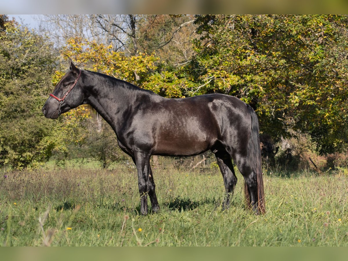 PRE Mix Hengst 5 Jahre 164 cm Rappe in CAUMONT