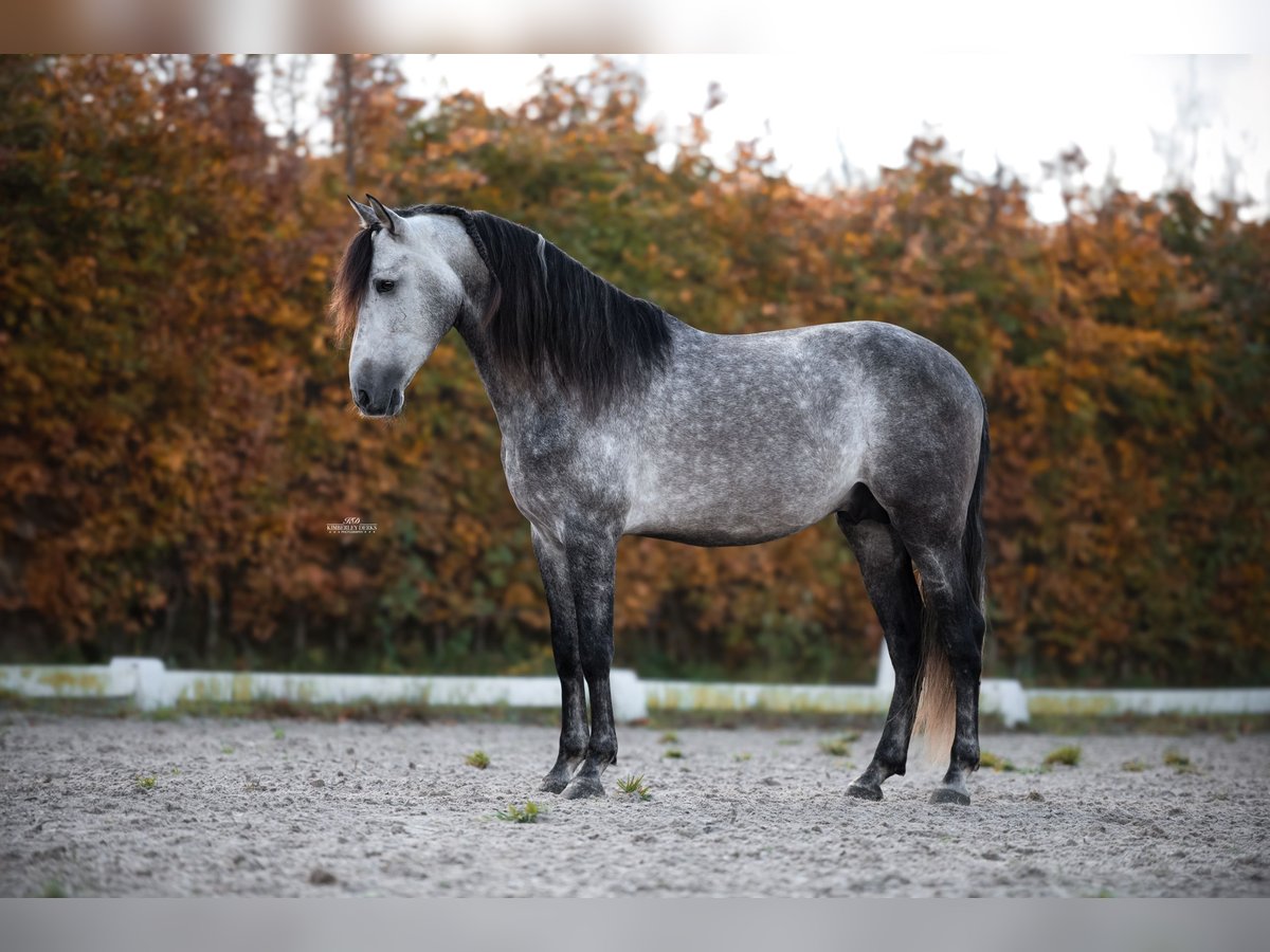 PRE Mix Hengst 5 Jahre 165 cm Blauschimmel in Heemskerk