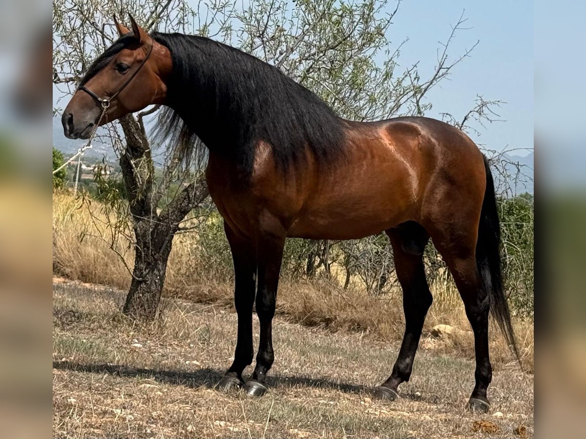 PRE Mix Hengst 5 Jahre 165 cm Dunkelbrauner in Martfeld