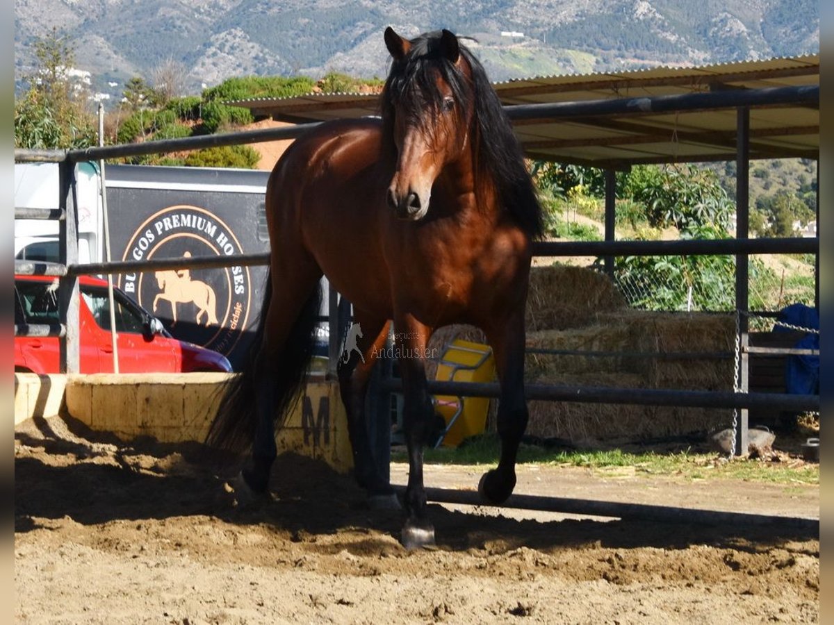 PRE Hengst 5 Jahre 166 cm Brauner in Provinz Malaga