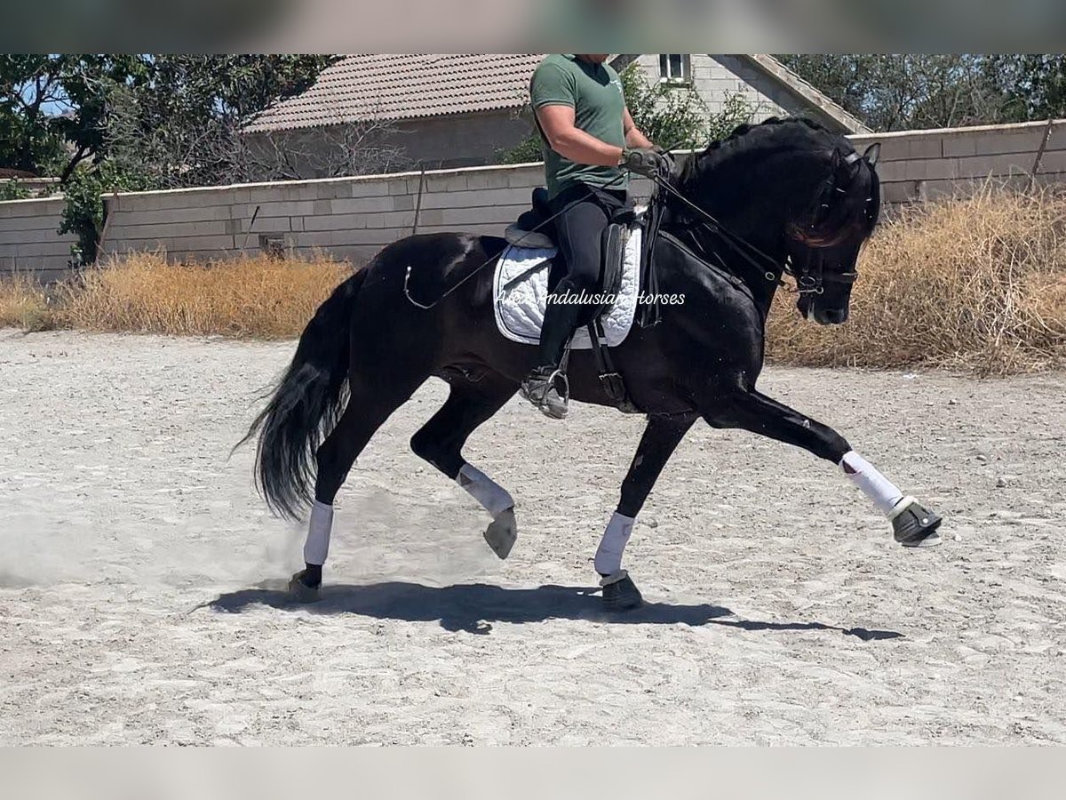 PRE Mix Hengst 5 Jahre 167 cm Rappe in Sevilla