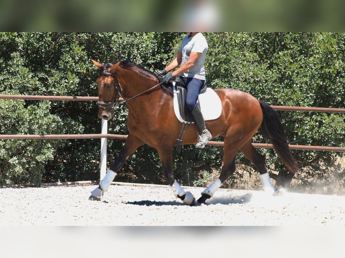 PRE Mix Hengst 5 Jahre 167 cm Rotbrauner in NAVAS DEL MADRONO