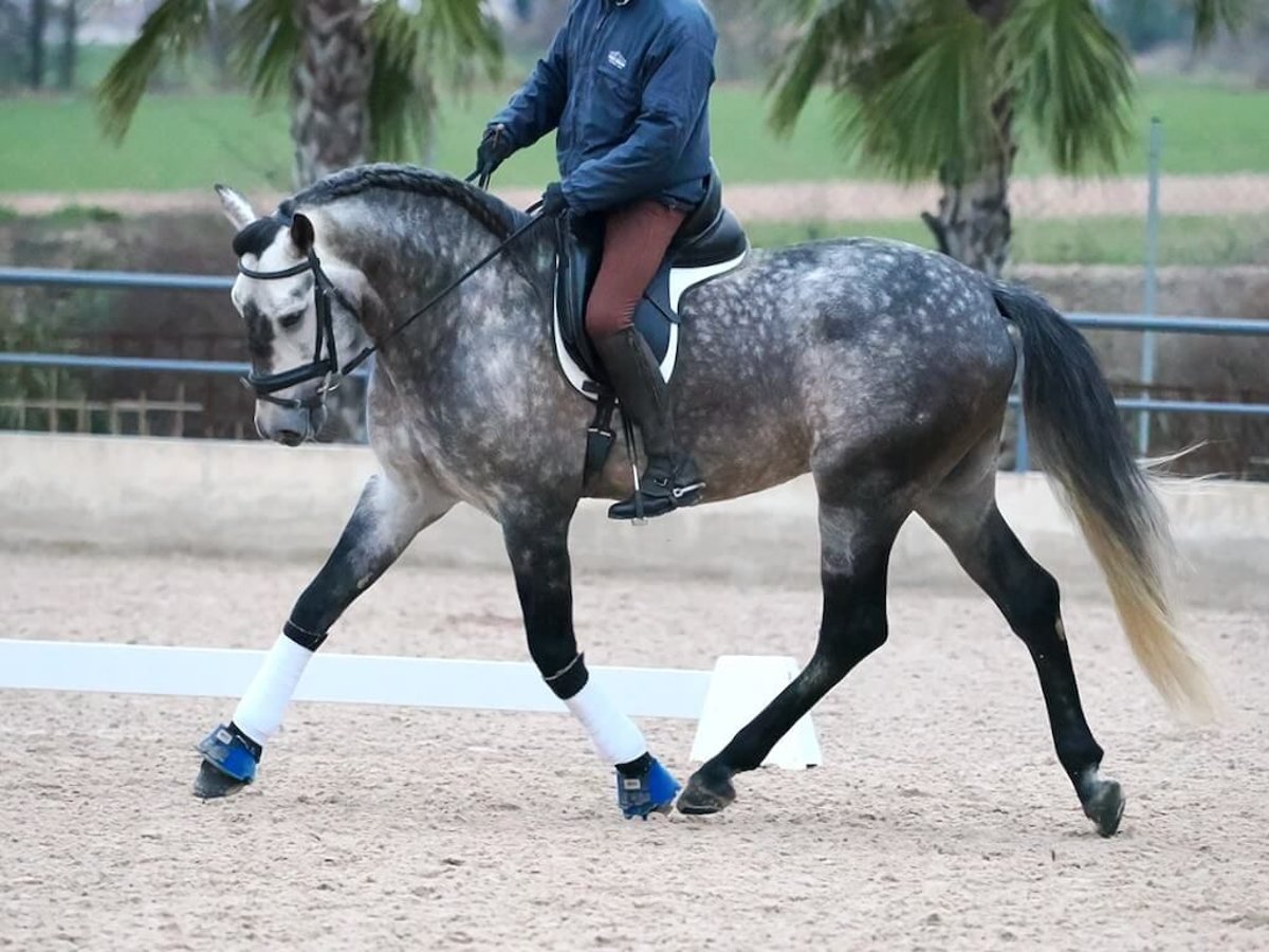 PRE Mix Hengst 5 Jahre 167 cm Schimmel in Navas Del Madroño