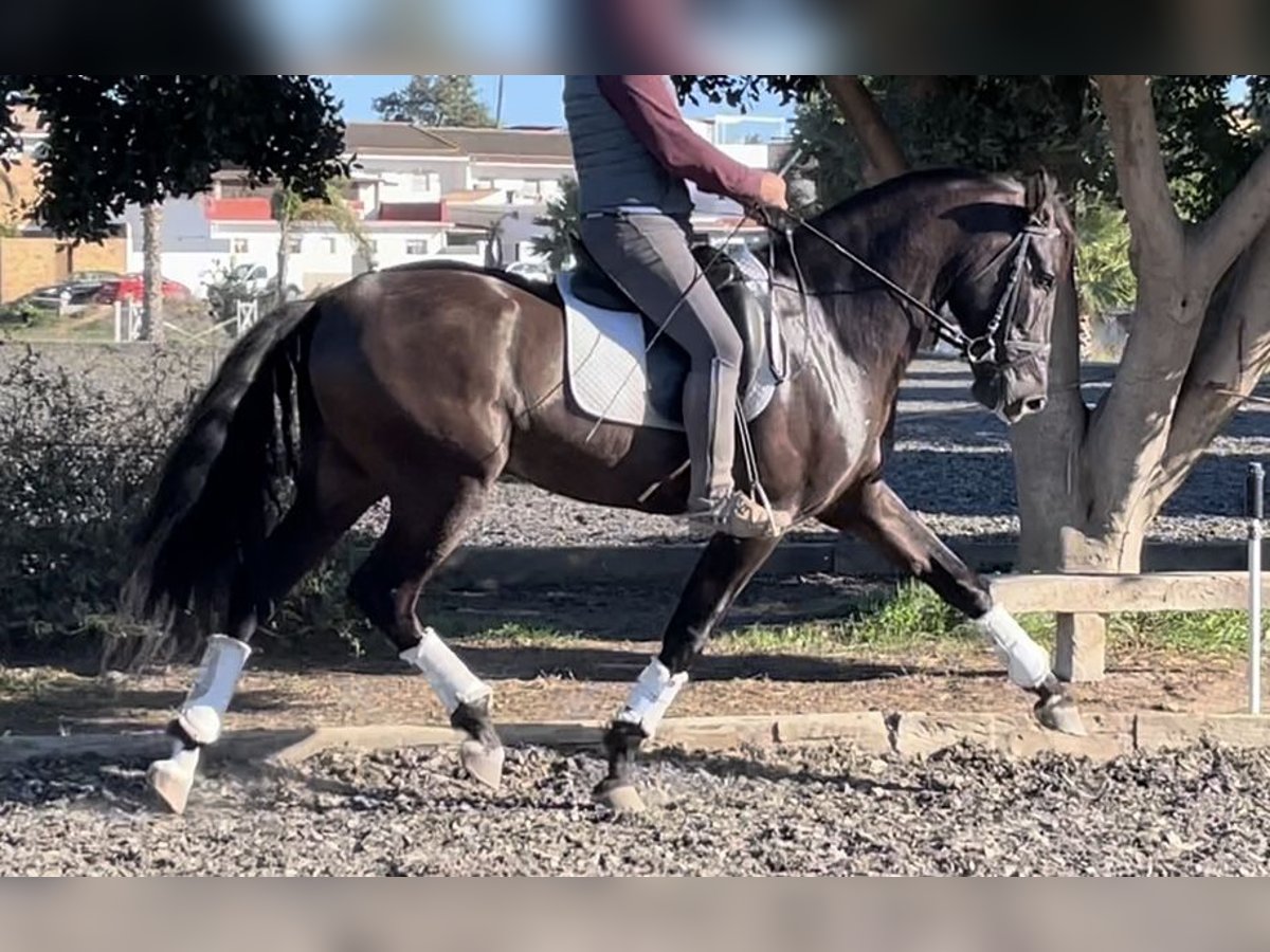 PRE Mix Hengst 5 Jahre 168 cm Rappe in Malaga