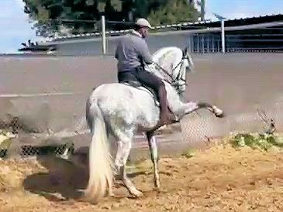 PRE Mix Hengst 5 Jahre 168 cm Schimmel in Sanlucar De Barrameda