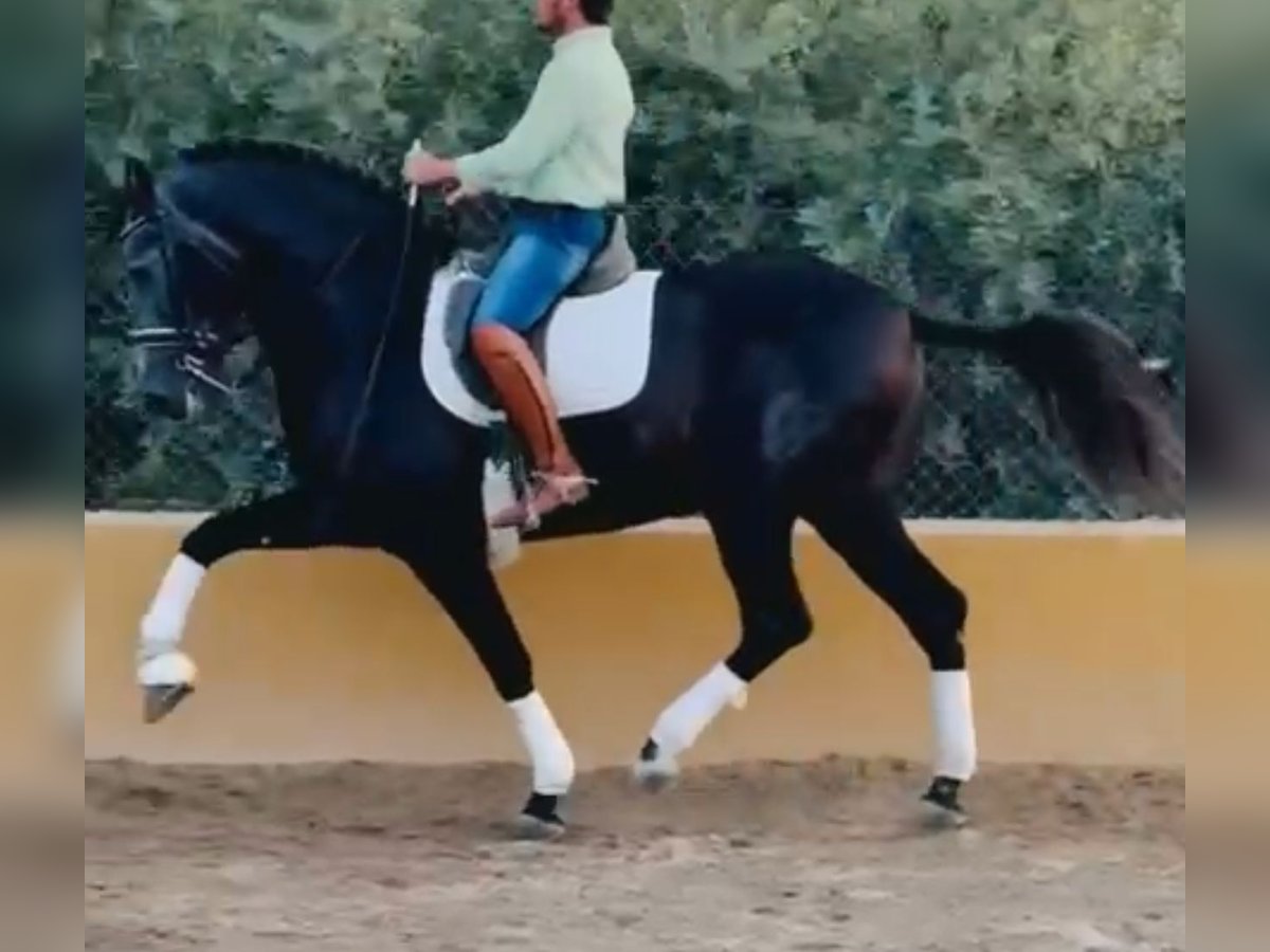 PRE Mix Hengst 5 Jahre 170 cm Apfelschimmel in Santa Perpetua de Mogoda