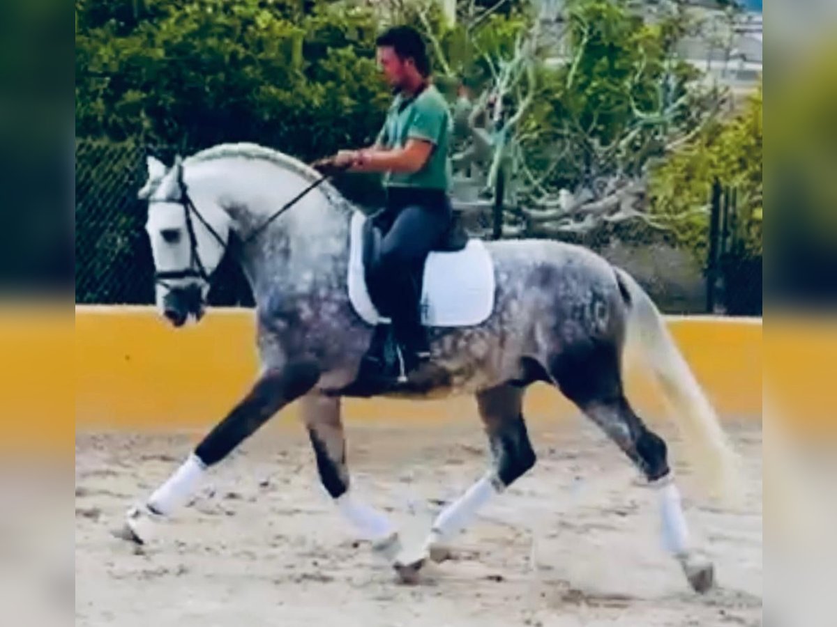 PRE Mix Hengst 5 Jahre 170 cm Apfelschimmel in Santa Perpetua de Mogoda