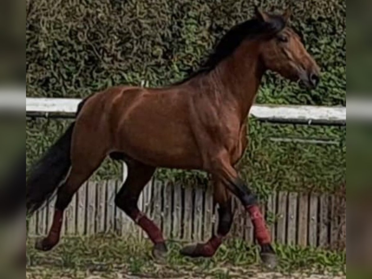 PRE Hengst 5 Jahre 170 cm Brauner in Varese