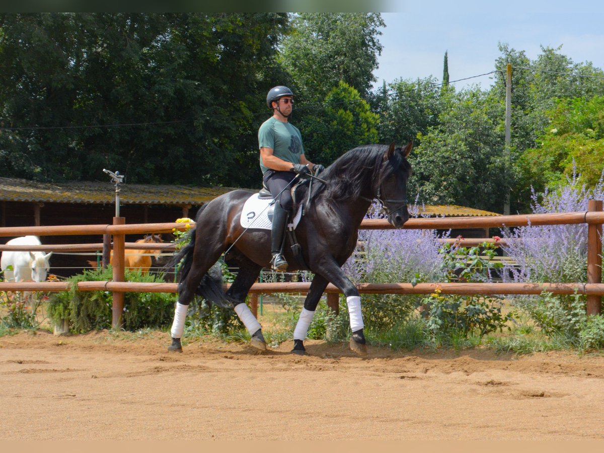 PRE Mix Hengst 5 Jahre 170 cm Rappe in Matajudaica