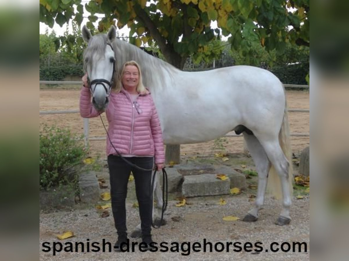 PRE Hengst 5 Jahre 170 cm Schimmel in Barcelona